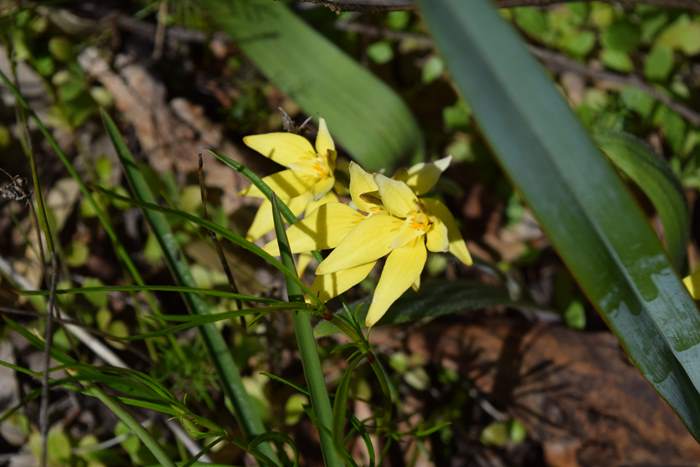 Caladenia flava - orchid-cowslip-002.JPG